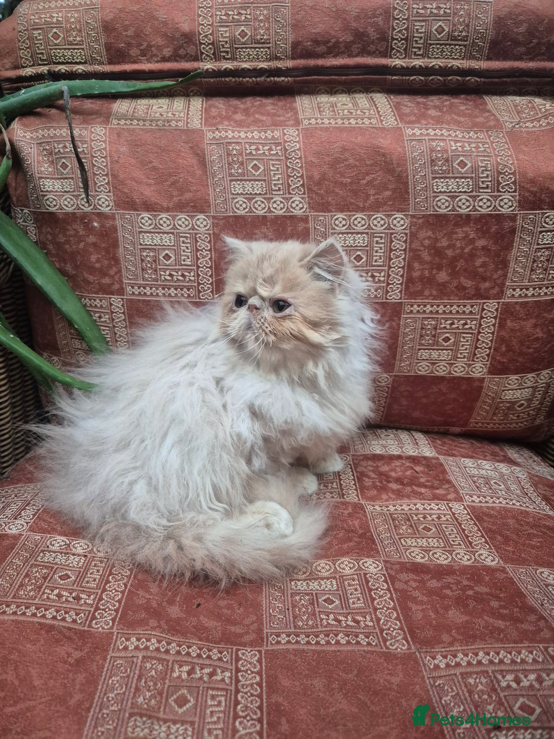 Persian cats for sale: 💙READY NOW💙🏆Champion sired Persian boy💙 😸  - Advert 5