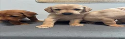 Labrador Retriever dogs for sale: 10 adorable fox red Labrador puppies  - Advert 21