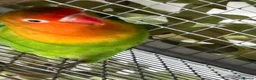 Lovebirds birds for sale: Love bird 60 pound  - Advert 2