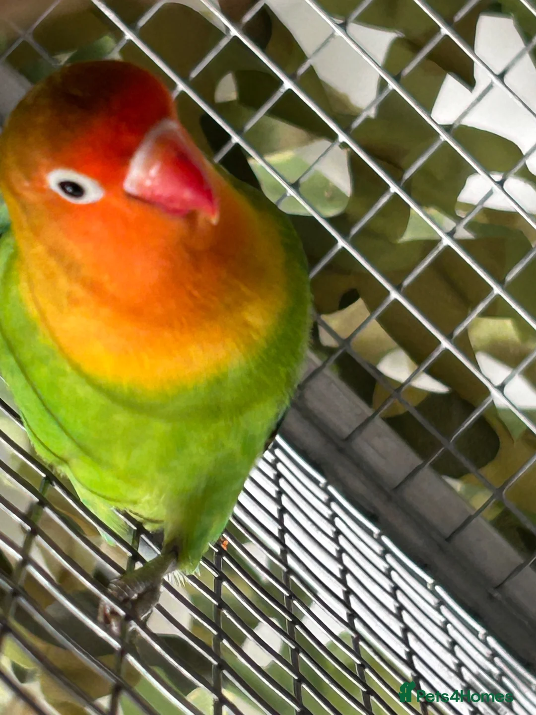 Lovebirds birds for sale: Love bird 60 pound  - Advert 2