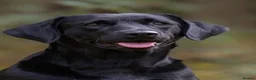 Labrador Retriever dogs for sale: KC FTCh Black Lab Boys - Elite Quality, Ready Now - Advert 8