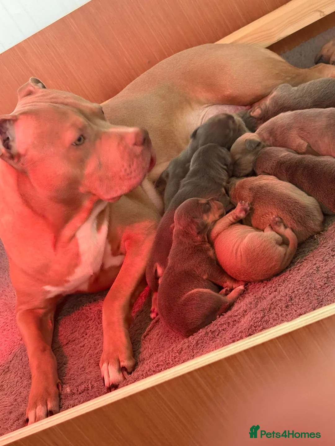 Mixed Breed dogs for sale:     11 Adorable American Bulldog x Frenchie Pups! - Advert 1