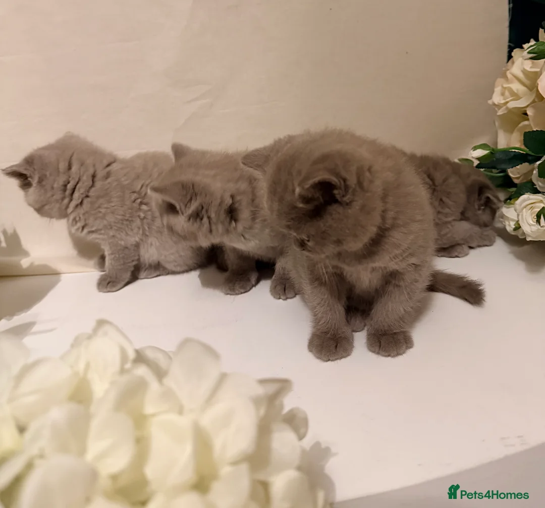 British Shorthair cats for sale: 🐾British shorthair kittens for sale!🐾 - Advert 2