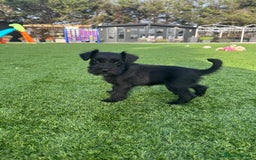 Miniature Schnauzer dogs for sale: *MINi SCHNAUZERS PUPPIES* - Image 15