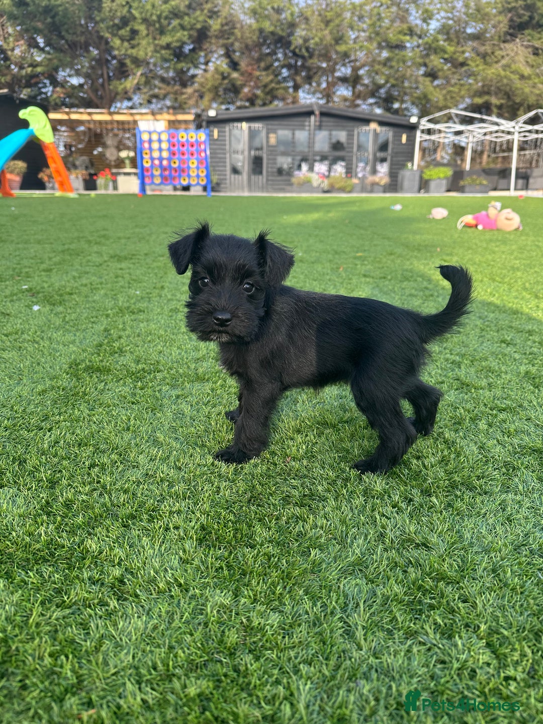 Miniature Schnauzer dogs for sale: *MINi SCHNAUZERS PUPPIES* - Image 15