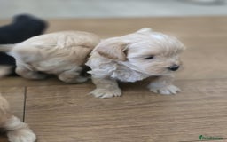 Maltipoo dogs for sale: F1 tiny maltipoo teddies  - Image 16