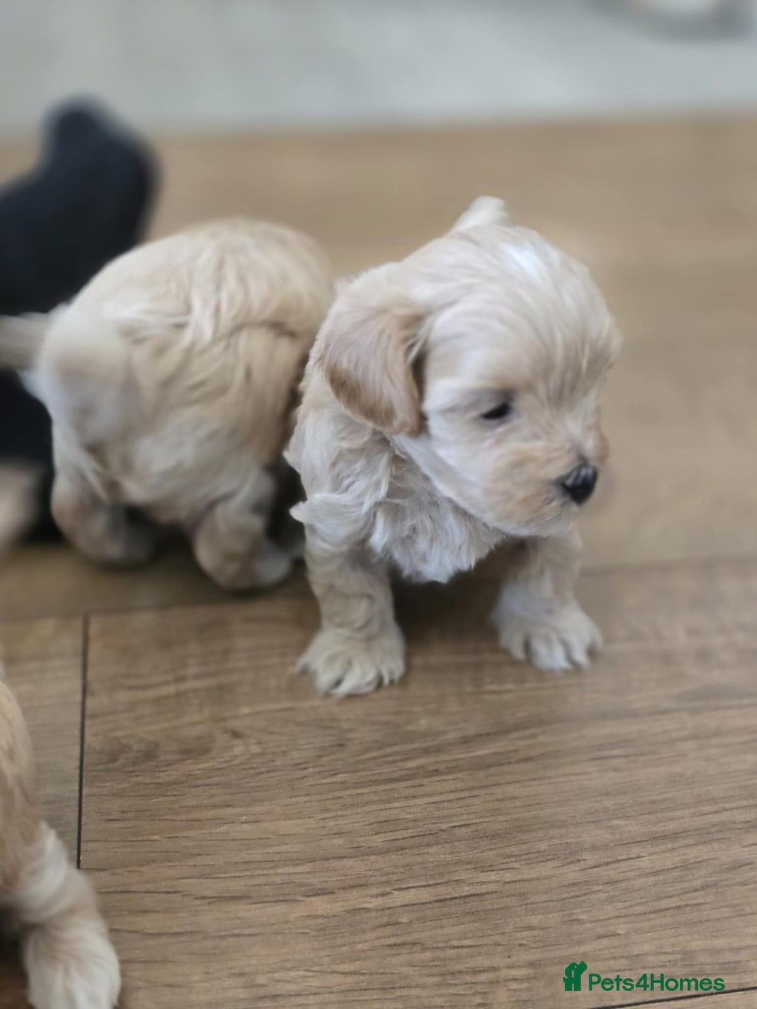 Maltipoo dogs for sale: F1 tiny maltipoo teddies  - Image 16