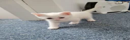 Mixed Breed cats for sale: kittens for sale  - Advert 13