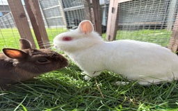 Netherland Dwarf rabbits for sale: •AVAILABLE• Pedigree Netherland Dwarf Bunny in Rushden - Image 14