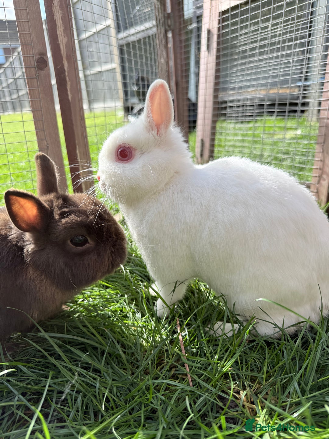 Netherland Dwarf rabbits for sale: •AVAILABLE• Pedigree Netherland Dwarf Bunny in Rushden - Image 14