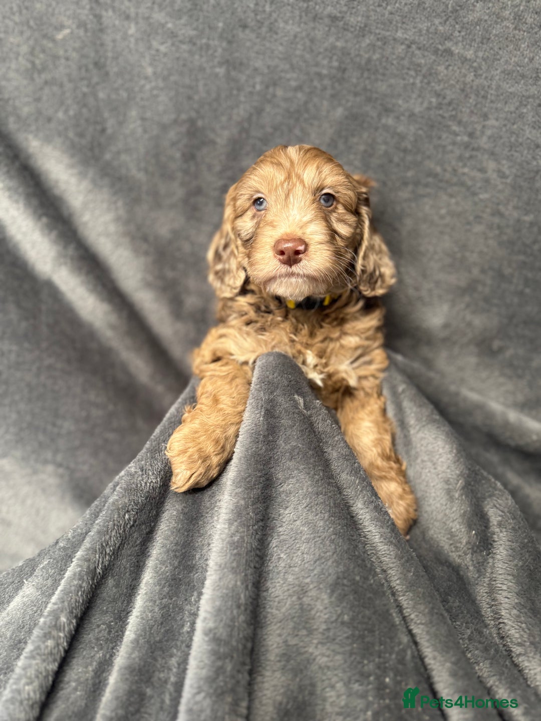 Cockapoo dogs for sale: STUNNING F1 Show Cockapoo Puppies  - Image 20