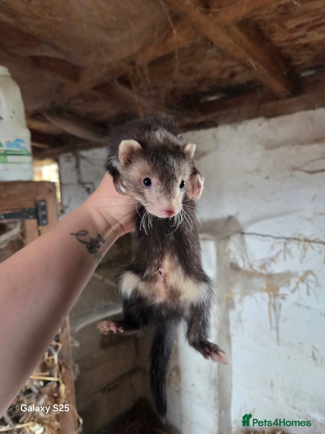 Ferret rodents for sale: 9 Ferrets for sale - Image 20