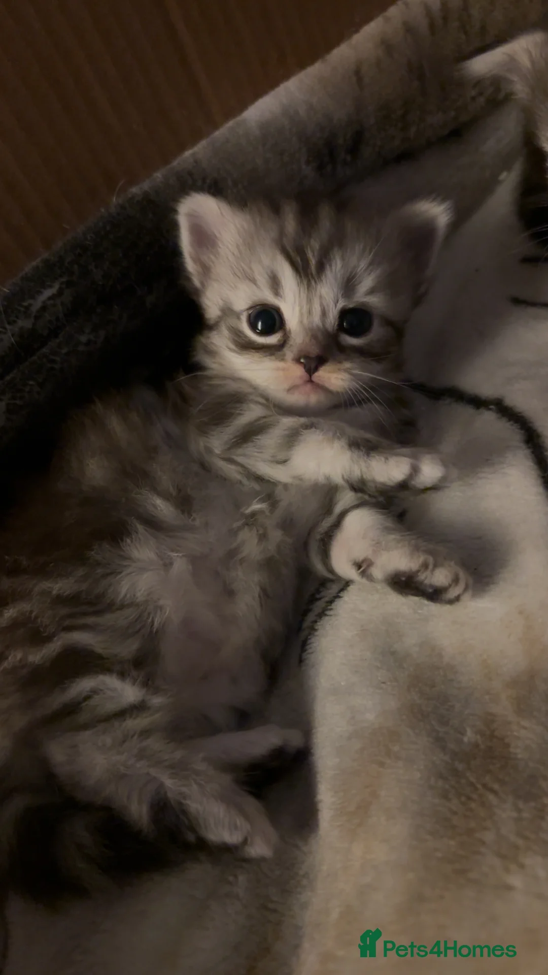 Mixed Breed cats for sale: Mixed breed kittens- ragdoll and tabby - Advert 3