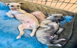 Whippet dogs for sale: Beautiful whippet dog puppies - Image 4