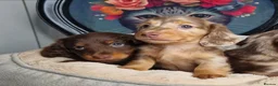 Miniature Dachshund dogs for sale: KC PRA clear Miniature dachshund puppies  - Advert 1