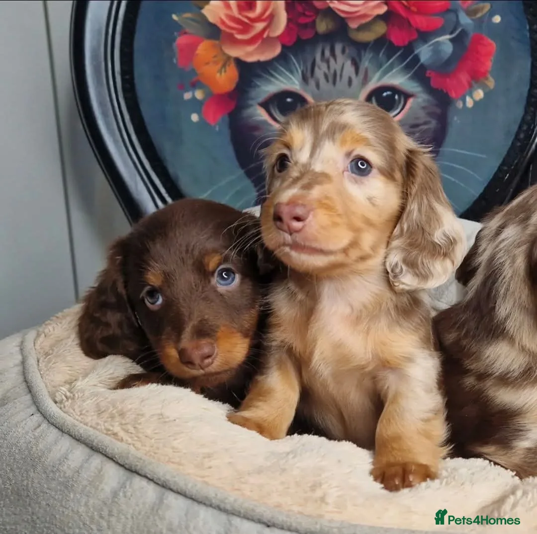 Miniature Dachshund dogs for sale: KC PRA clear Miniature dachshund puppies  - Advert 1