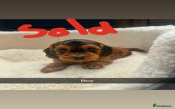 Cockapoo dogs for sale: Outstanding sable f1 Cockapoo puppies  - Image 6