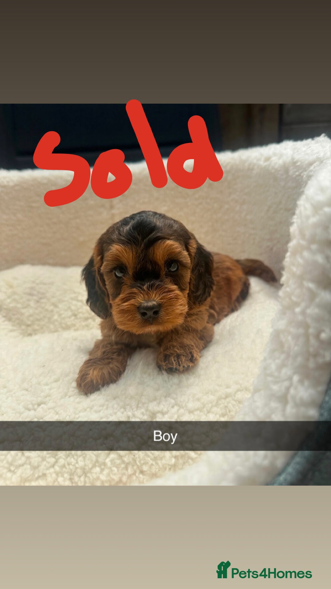 Cockapoo dogs for sale: Outstanding sable f1 Cockapoo puppies  - Image 6