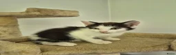 Mixed Breed cats for sale: 5 Gorgeous kittens for sale in Bedford - Advert 14