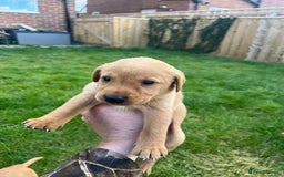 Labrador Retriever dogs for sale: Beautiful fox red Labrador pups 🐶  - Image 28