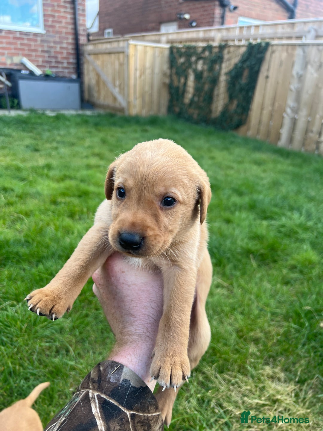 Labrador Retriever dogs for sale: Beautiful fox red Labrador pups 🐶  - Image 28