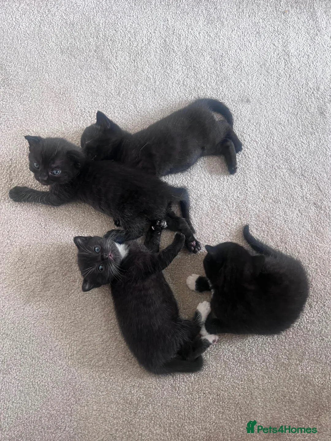 Scottish Fold cats for sale: 5 scottish fold mix kittens in Greenford - Advert 6