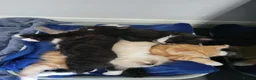 Mixed Breed cats for sale: Beautiful kittens - Advert 10