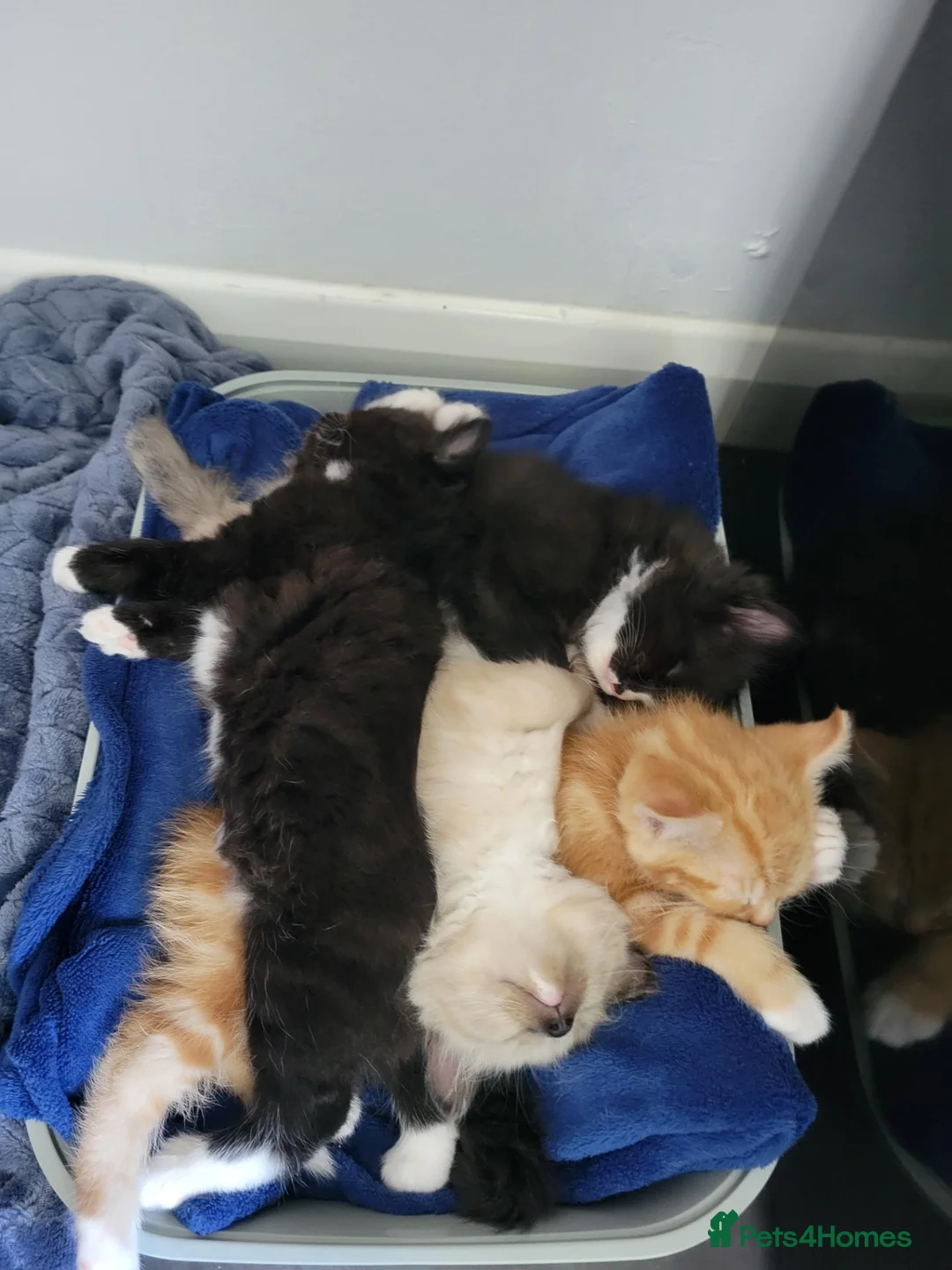 Mixed Breed cats for sale: Beautiful kittens - Advert 10