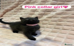 British Shorthair cats for sale: 7 stunning British shorthair cross kittens🩷🩵 - Image 1