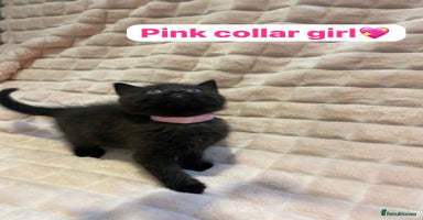 British Shorthair cats - Advert 9