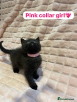 British Shorthair cats - Advert 7