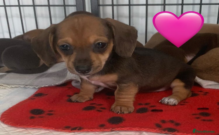 Miniature Dachshund dogs - Advert 10
