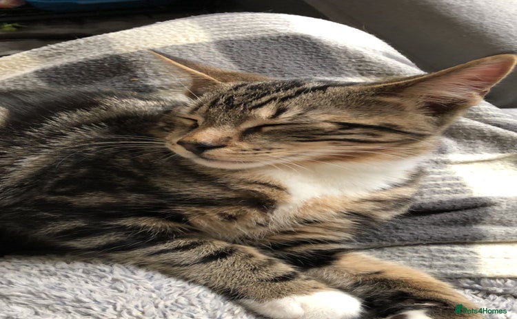 Domestic Shorthair cats - Advert 1