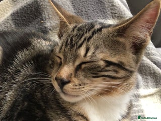 Domestic Shorthair cats - Advert 13