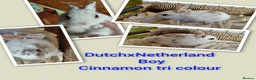 Mixed Breed rabbits for sale: Sweet Netherland x Dutch. 3 of 6 avail.now..  in Thetford - Advert 3