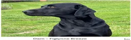Labrador Retriever dogs for sale: KC Registered, Fully Health Tested  - Advert 11