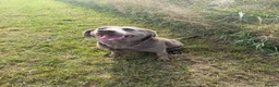 Labrador Retriever dogs for sale: Lovely silver Labrador girl  - Advert 5
