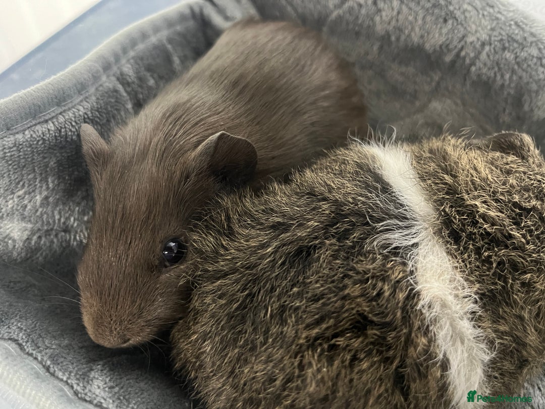 Guinea Pig rodents for sale: Adorable pair of bonded brothers. 5 weeks old  - Advert 4