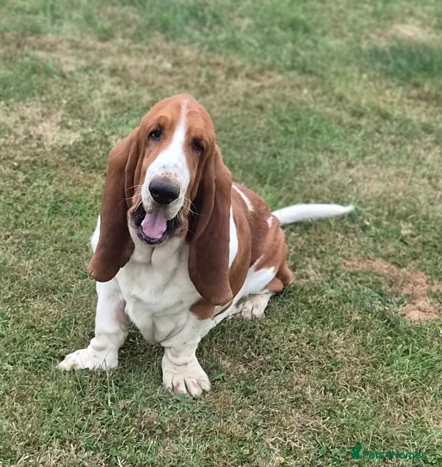 Basset Hound dogs KC BASSET HOUND PUPPIES  - Advert 1