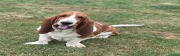 Basset Hound dogs for sale: KC BASSET HOUND PUPPIES  - Advert 1