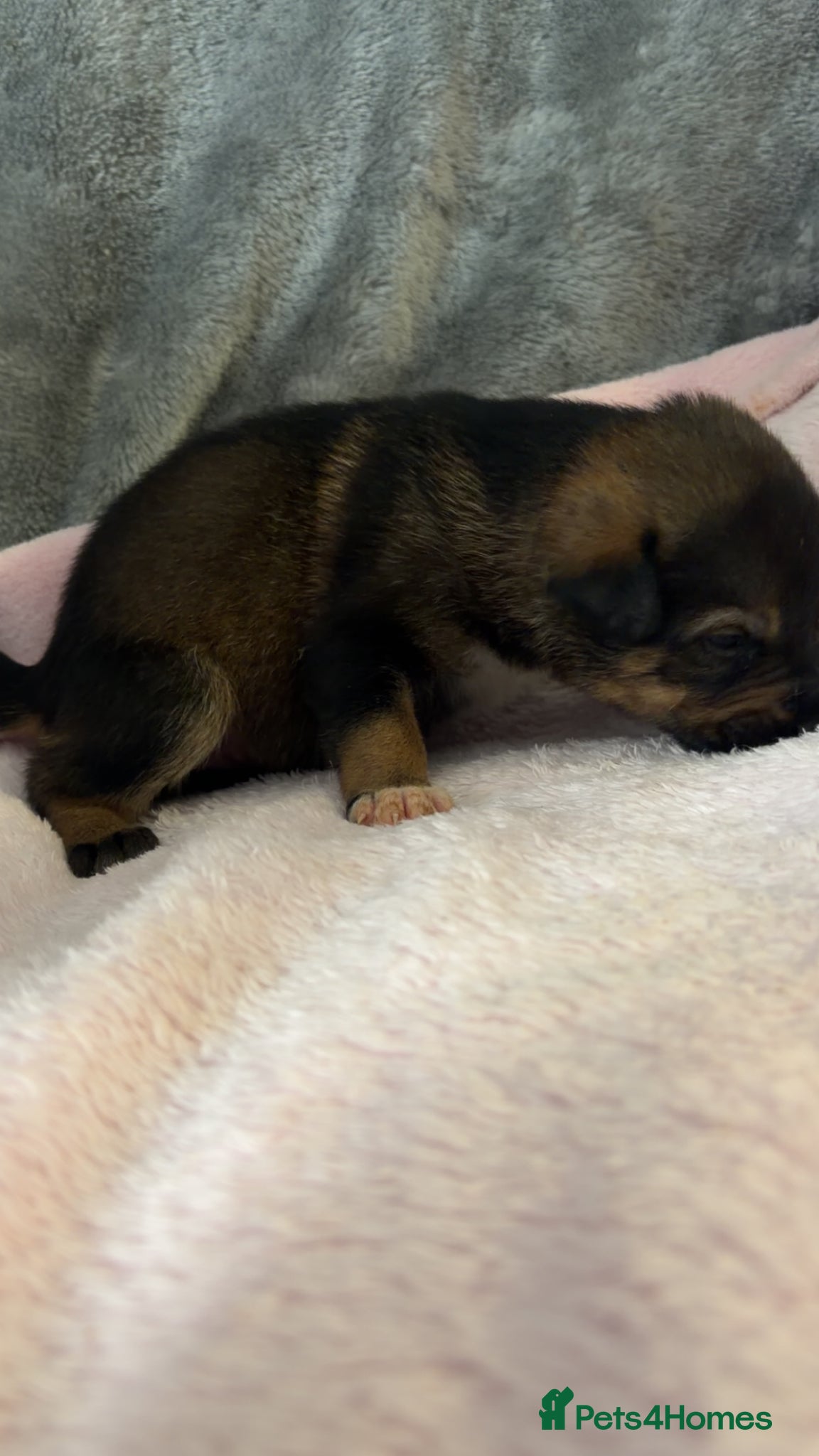 Mixed Breed dogs for sale: Belgian Mali x German shepherd  - Advert 28