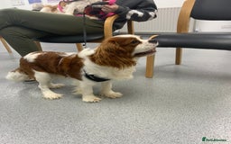 Cavapoo dogs for sale: Stunning F1 Cavapoo puppies, DNA tested parents  - Image 5