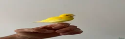 Canaries birds for sale: Adult and hand reared young canaries - Advert 12