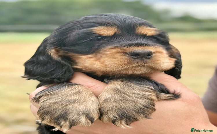 Cocker Spaniel dogs - Advert 4