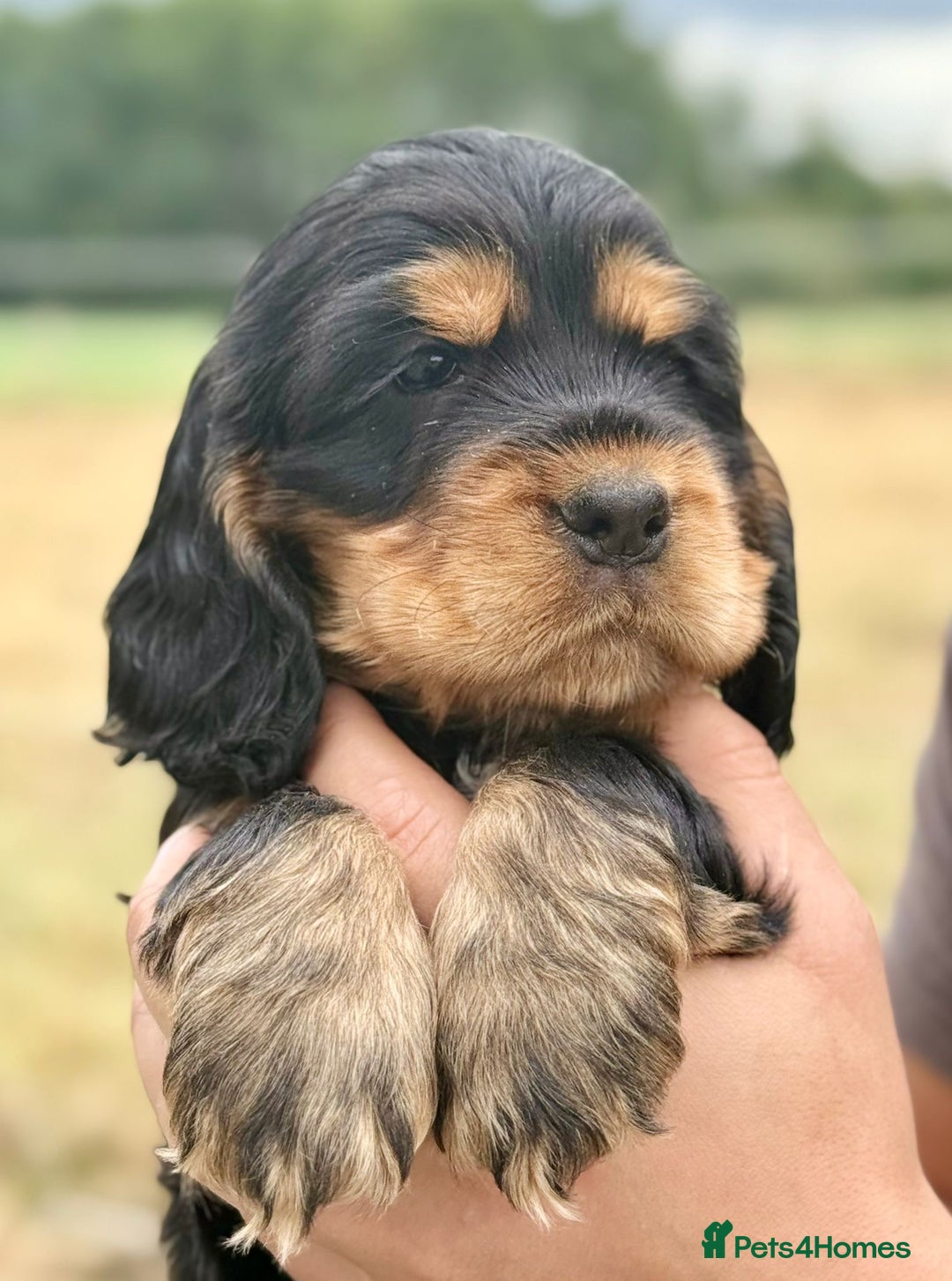 Cocker Spaniel dogs for sale: Adorable Cocker Spaniel Puppies - Image 1