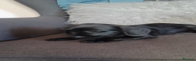 Doxiepoo 7