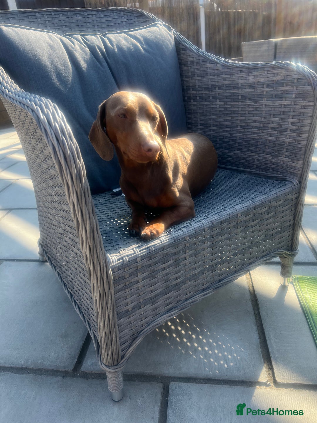 Miniature Dachshund dogs for stud: Ready for Stud  - Image 8