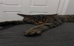 European cats for sale: Female Tabby, Bear - Image 4