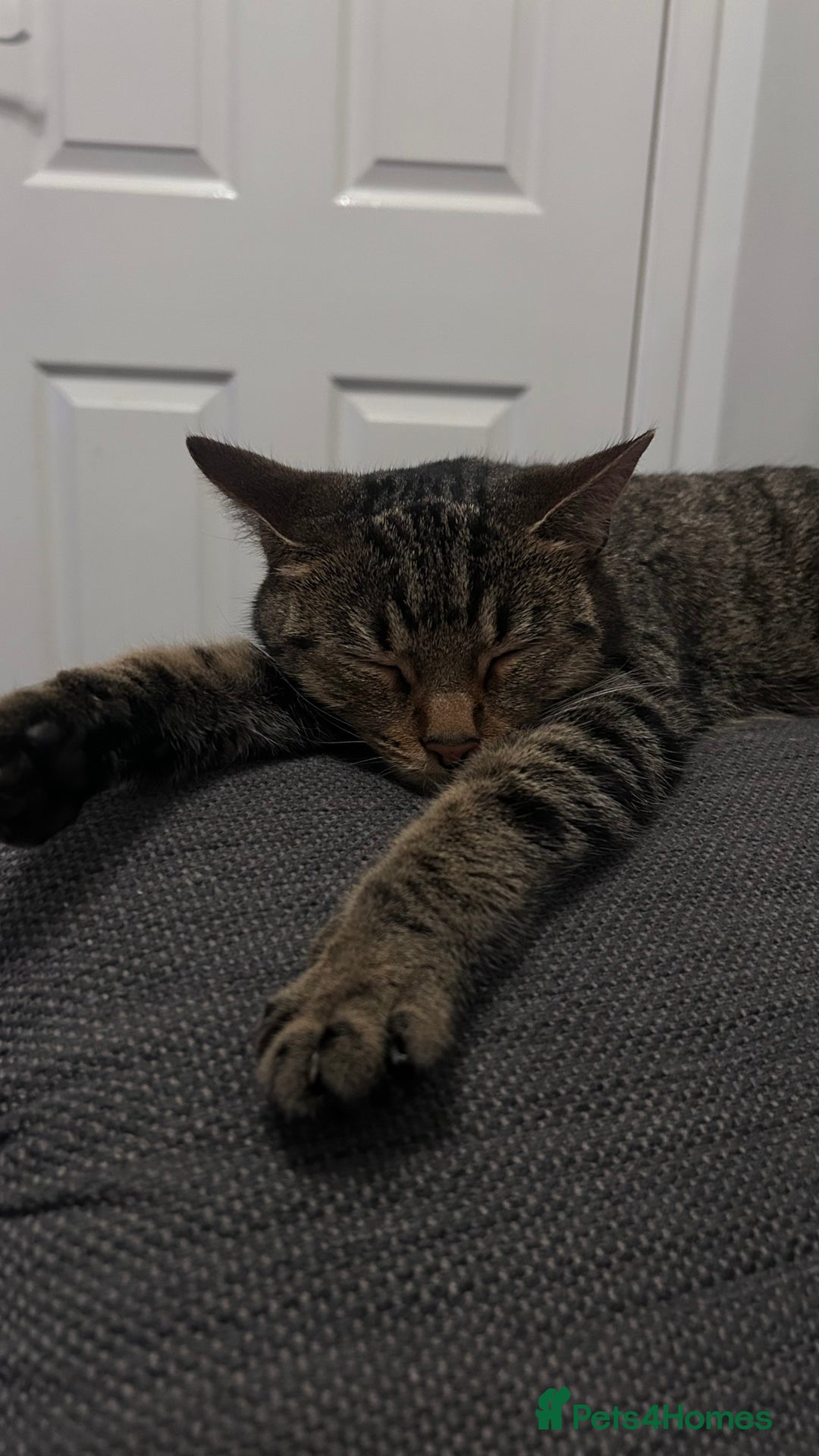 European cats for sale: Female Tabby, Bear - Image 4