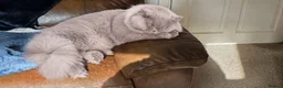 British Longhair cats for sale: Gorgeous lilac BLH female  - Advert 3
